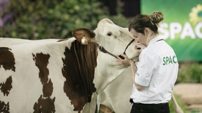 concours-bovins