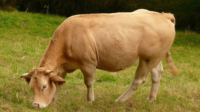cow-1395947_1280