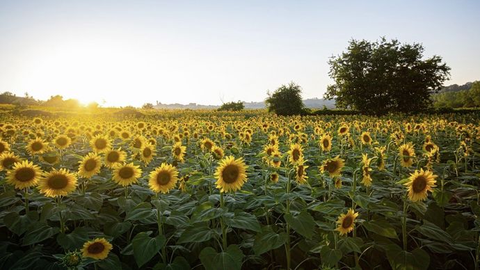 sunflowers-6007847_1280
