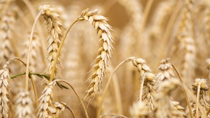 7684fc45-3-la-production-mondiale-de-ble-estimee-revue-en-baisse-la-consommation-aussi