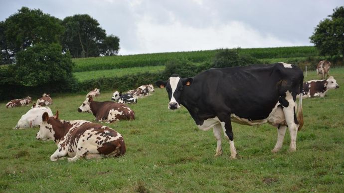 Normande_5190