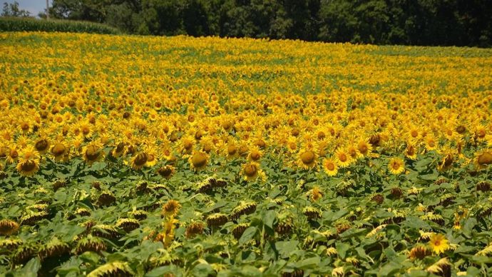 Tournesol