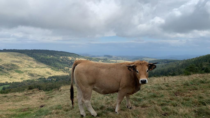 VacheAubrac