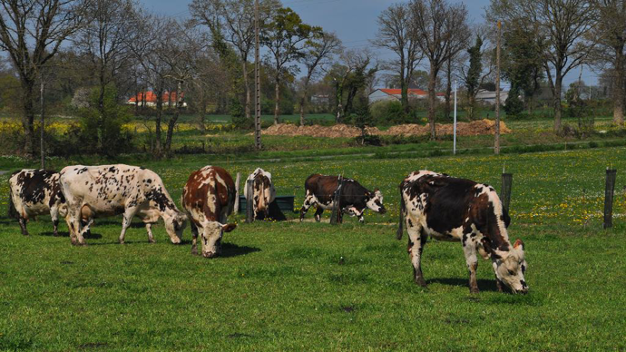 Vachesnormandes