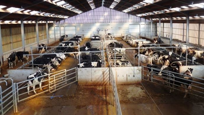 9dda2e54-1-les-elevages-bovins-echappent-aux-regles-sur-les-pollutions-industrielles