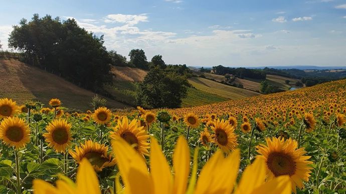 Tournesolenfleur2020olEagineuxchamp-CrEditphoto_LoranG76