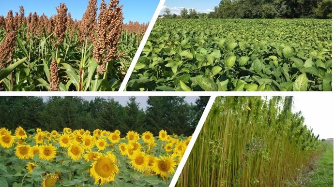 Tournesolsorghosojachanvre