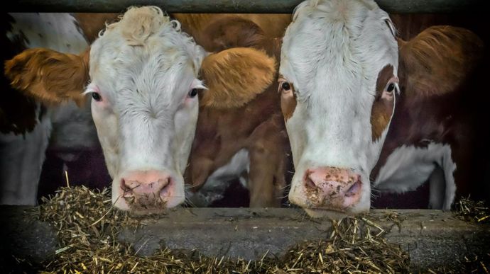 cows-3794604