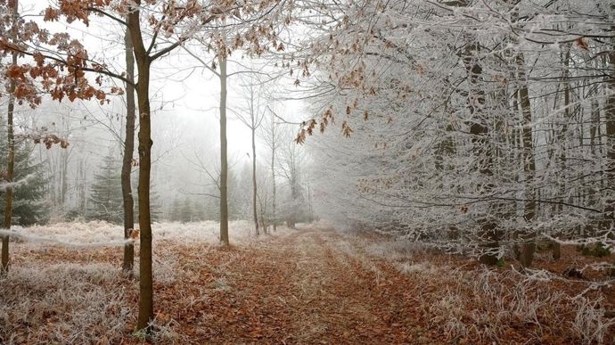 gel-foret