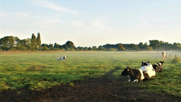 vaches-prairie