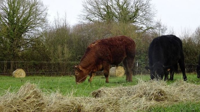 Balegrazing