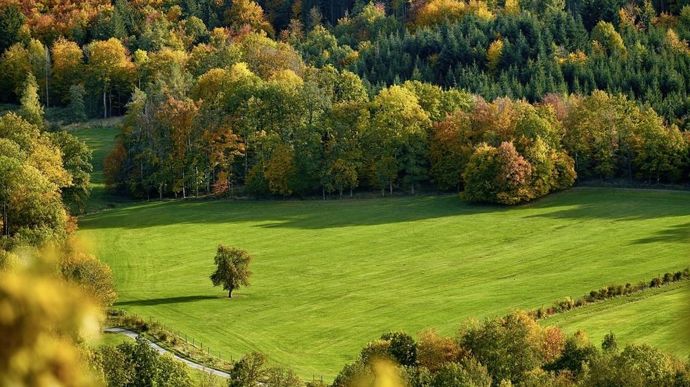 arbre-automne