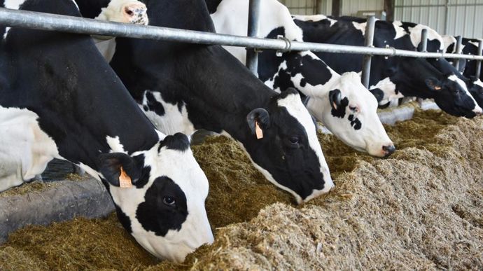 primholstein