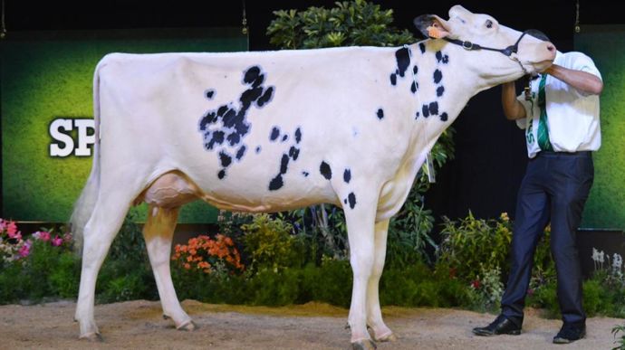 primholsteinenconcours