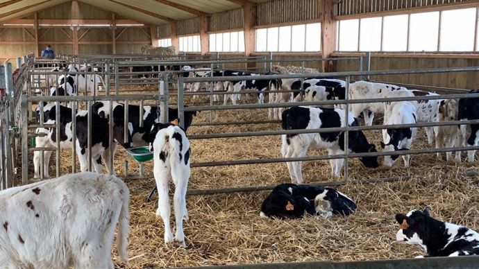 4dbb88b5-f-eleveurs-et-abatteurs-esperent-arreter-la-baisse-de-la-production-de-veaux