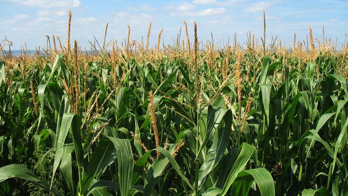 8023766b-0-l-usda-table-sur-une-abondante-recolte-mondiale-de-mais