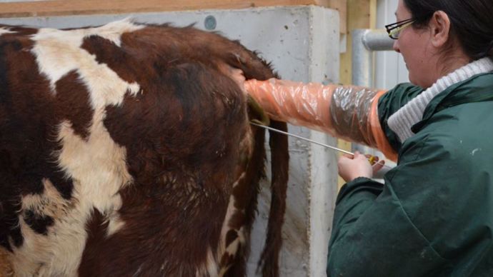 21089c47-3-des-debuts-de-l-ia-a-la-genomique-retrouvez-l-histoire-de-la-selection-bovine