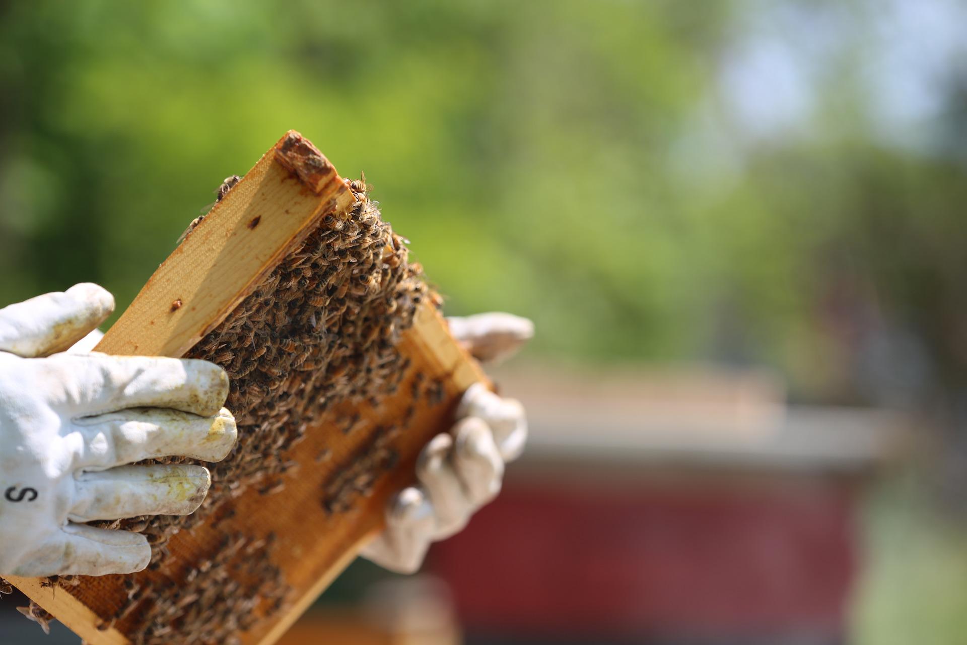 beekeeper-gd5379c971_1920