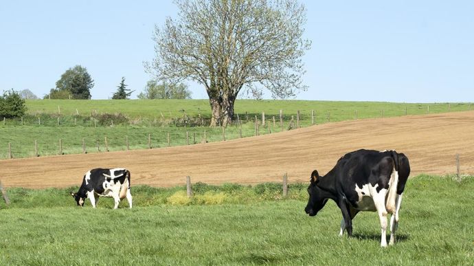 cows-5080091_1920
