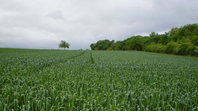 513339b0-6-la-meteo-grand-arbitre-des-prix-des-cereales