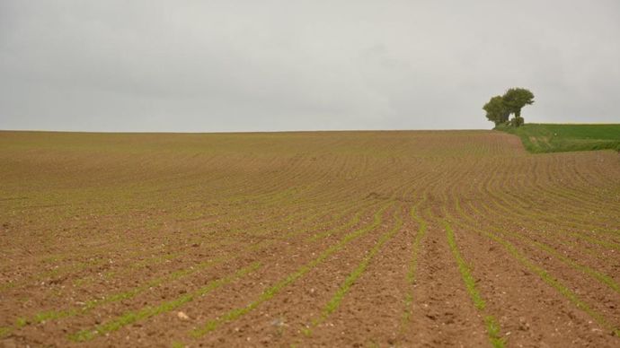 b6387518-d-chasser-les-pucerons-par-les-odeurs-test-grandeur-nature-pour-la-campagne-2024