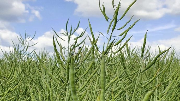 ColzacrEditNadEgePetitagri_zoom