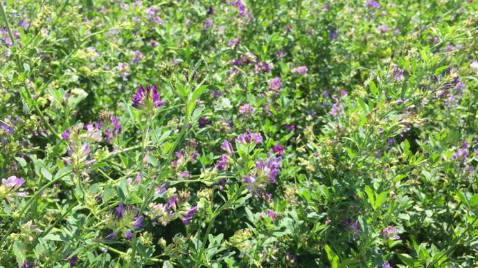 3c114ba6-8-la-luzerne-une-plante-magique-qui-pourrait-aller-jusqu-en-chine