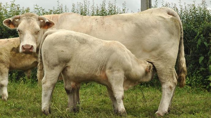 Grosveaucharolais