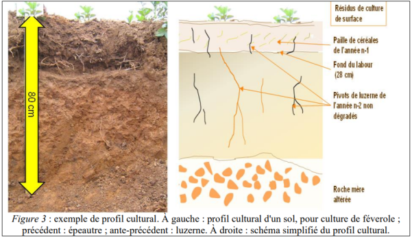 Académie d'Agriculture de France - Les constituants physiques du sol ...