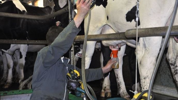 main-d-oeuvre-bovins-lait-bretagne