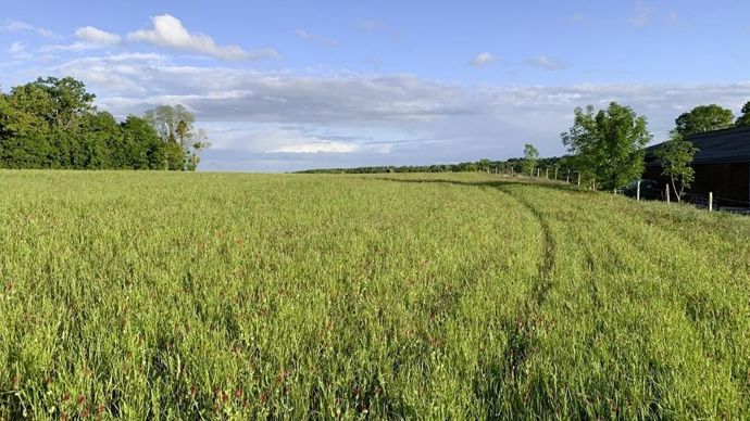 prairie1