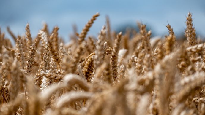 43ae3083-b-des-recoltes-a-foison-dans-le-monde-font-baisser-les-prix-des-cereales