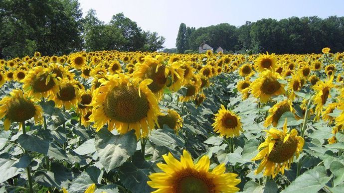 Champdetournesol