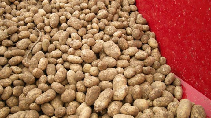 Pommesdeterre