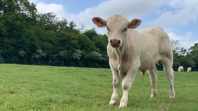 VeaumAlecharolais