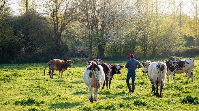 jeune-eleveur-avec-vaches-laitieres-adobe-stock-jackfrog