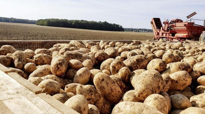 Arrachagepommesdeterreagrizoom