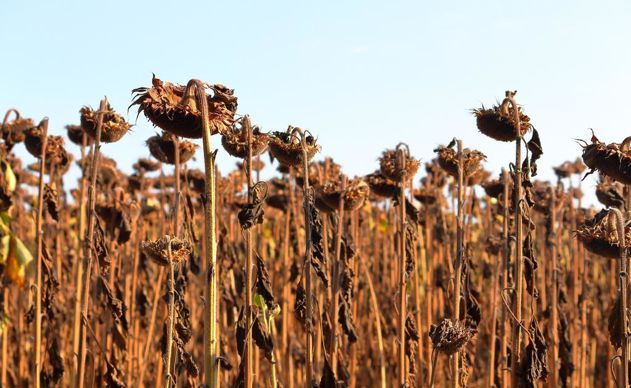 Tournesol