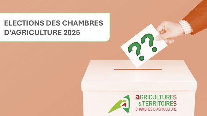 illusVote2