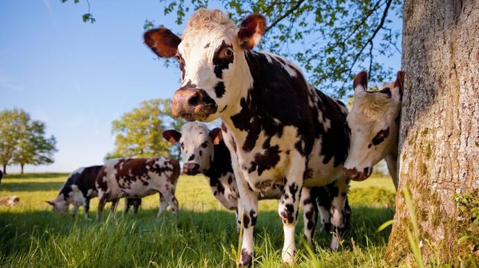 vache-normande