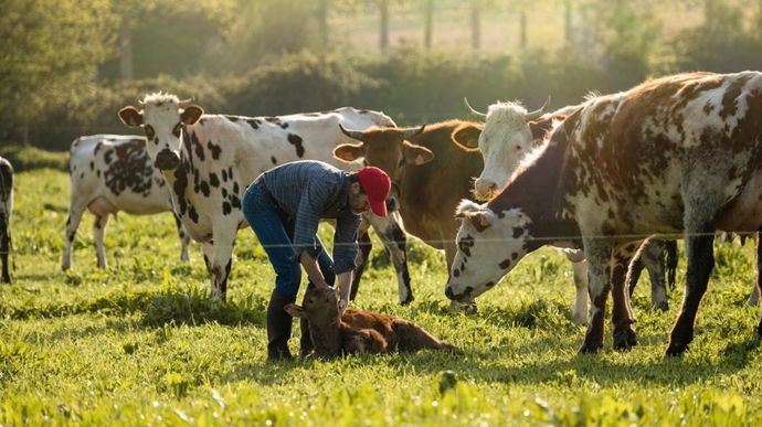 eleveur-vaches-prairies-adobe-stock-jackfrog