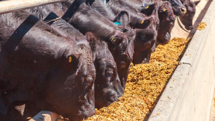 feedlots
