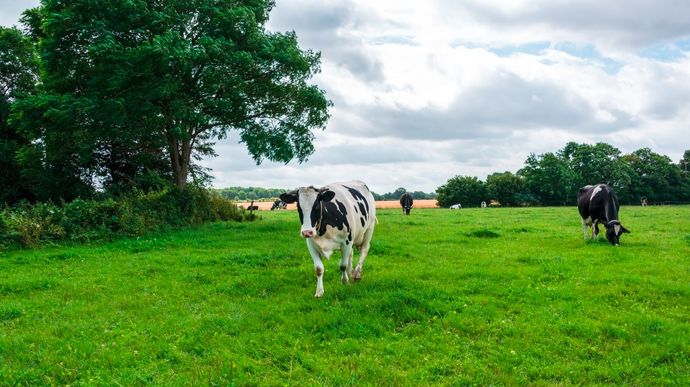 vaches-holstein2