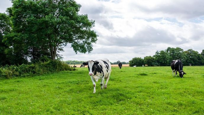 vaches-laitieres-prairies-adobe-stock-penofoto.de_