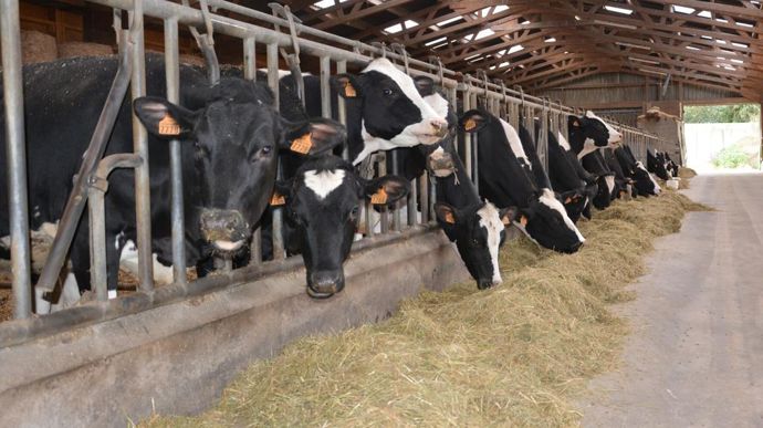 vaches-laitieres