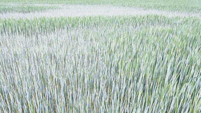 77f72919-a-deficit-record-de-pluie-dans-le-nord-place-en-vigilance-secheresse
