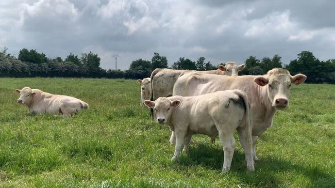 965b4c0e-4-la-viande-bovine-francaise-bienvenue-sur-le-marche-chinois