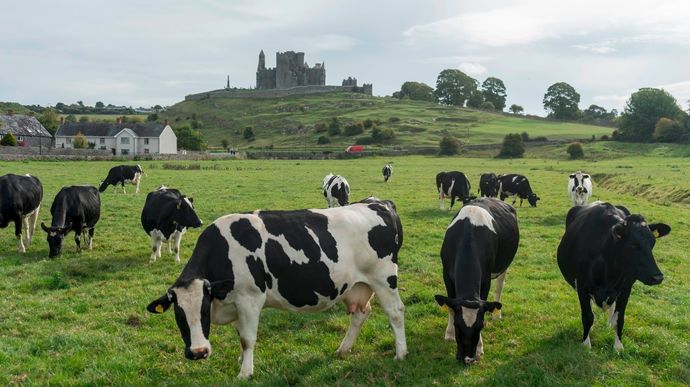 vaches-irlande-adobe-stock-carlosmoyo