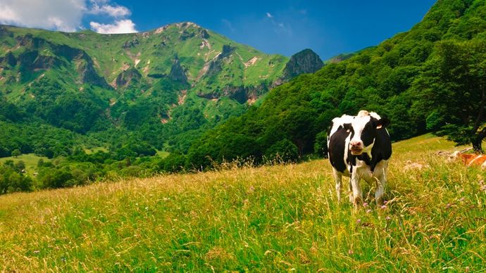 vaches-montagne