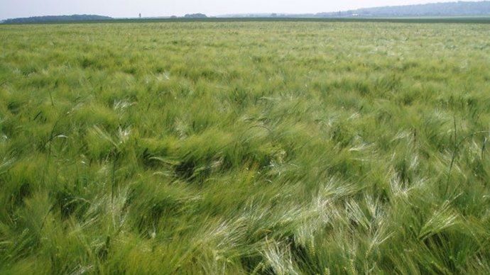 c849d2b3-0-baisse-de-la-consommation-de-biere-et-concurrence-la-filiere-orge-sous-pression